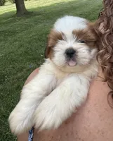 Earl, a male Shorkie for sale in White Pigeon, MI – 7 of 7
