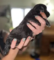 Nox, a female Shihpoo for sale in White Pigeon, MI – Photo 4 of 5