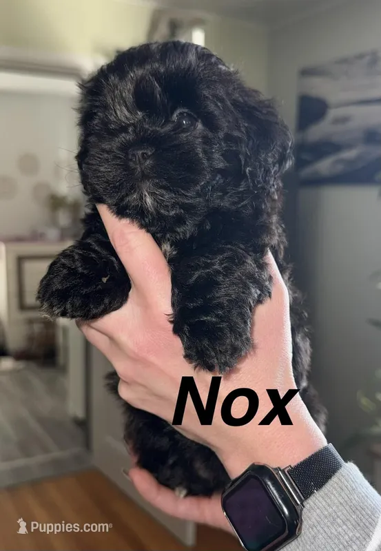 Nox