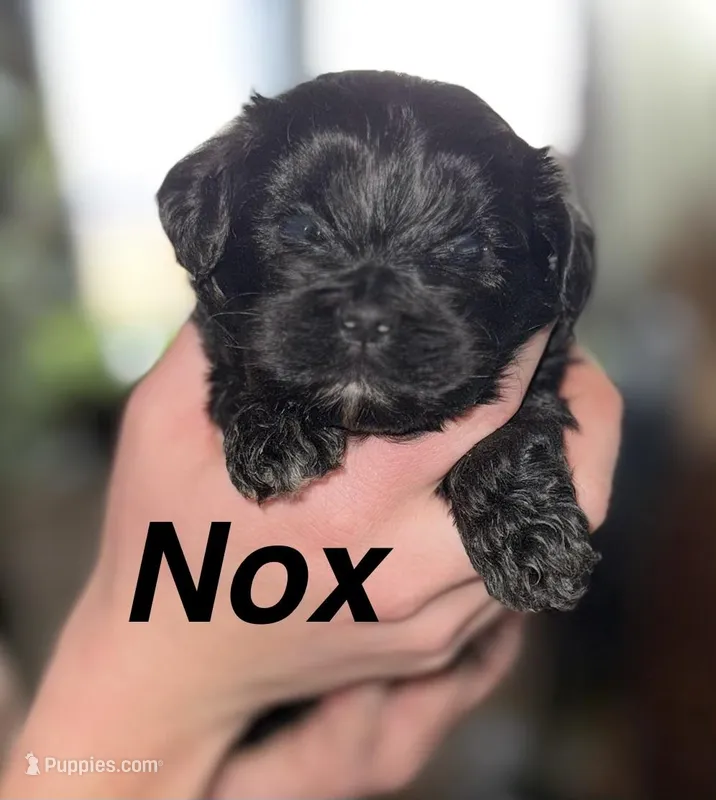 Nox, a female Shihpoo for sale in White Pigeon, MI – Photo 1 of 5