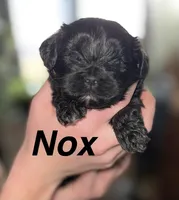 Nox, a female Shihpoo for sale in White Pigeon, MI – Photo 1 of 5