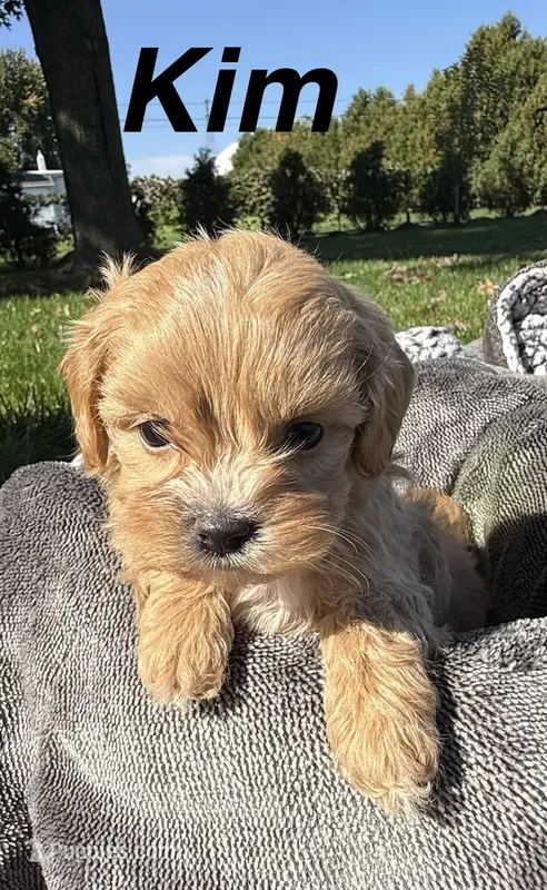 Kim – Shihpoo puppy for sale in White Pigeon, MI