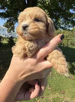 Kim, a female Shihpoo for sale in White Pigeon, MI – 4 of 8