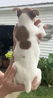 Susie, a female Jack Russell Terrier for sale in White Pigeon, MI – 4 of 4
