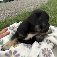 Gary, a male French Bulldog for sale in White Pigeon, MI – 3 of 8
