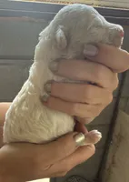 Opal, a female Poodle - Miniature  for sale in White Pigeon, MI – 6 of 8