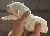Opal, a female Poodle - Miniature  for sale in White Pigeon, MI – 4 of 8