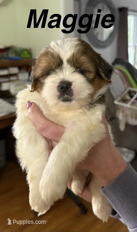 Maggie – Shorkie puppy for sale in White Pigeon, MI