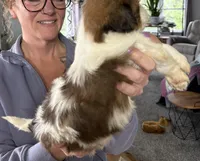 Maggie, a female Shorkie for sale in White Pigeon, MI – Photo 2 of 3