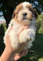 Ben, a male Shorkie for sale in White Pigeon, MI – 3 of 5
