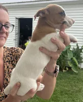 Maggie, a female Jack Russell Terrier for sale in White Pigeon, MI – 4 of 5
