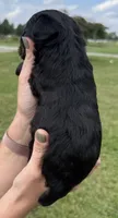 Missy, a female Yorkipoo for sale in White Pigeon, MI – 7 of 10