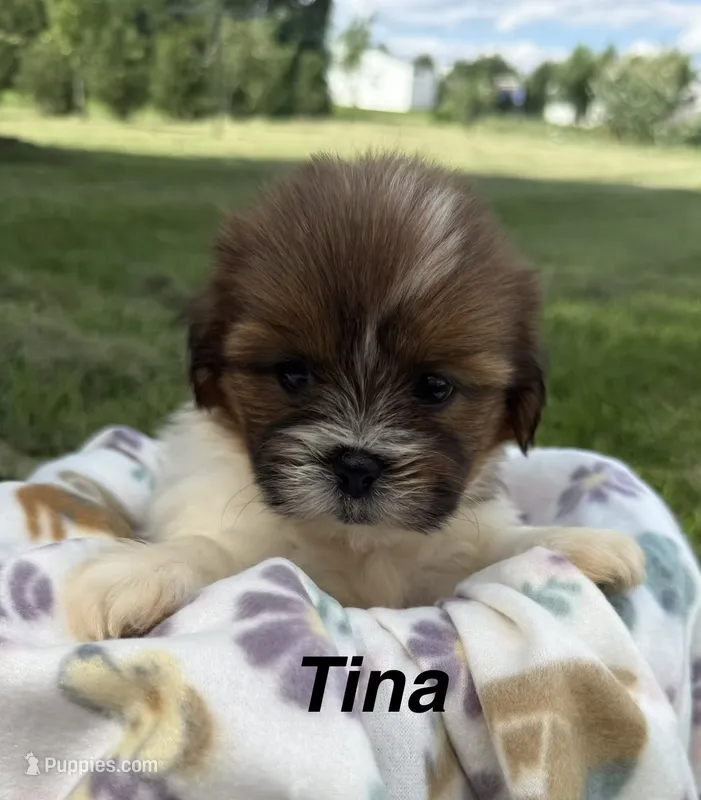 Tina – Shorkie puppy for sale in White Pigeon, MI