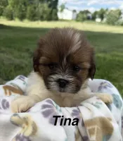 Tina, a female Shorkie for sale in White Pigeon, MI – 1 of 5