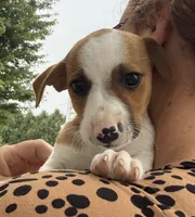 Maggie, a female Jack Russell Terrier for sale in White Pigeon, MI – 5 of 5