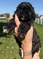 Jake, a male Shihpoo for sale in White Pigeon, MI – 5 of 7