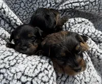 Susie, a female Yorkipoo for sale in White Pigeon, MI – 8 of 10