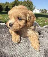 Kim, a female Shihpoo for sale in White Pigeon, MI – 7 of 8