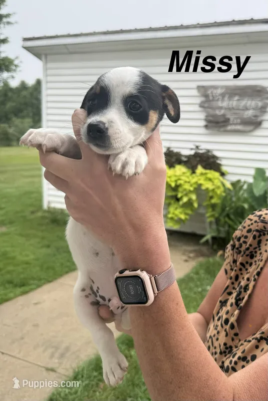 Missy – Jack Russell Terrier puppy for sale in White Pigeon, MI