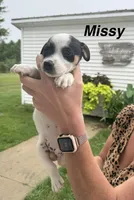 Missy, a female Jack Russell Terrier for sale in White Pigeon, MI – 1 of 5