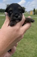 Susie, a female Yorkipoo for sale in White Pigeon, MI – 4 of 10