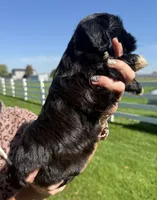 Judy, a female Shihpoo for sale in White Pigeon, MI – 2 of 6