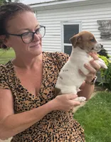 Tommy, a male Jack Russell Terrier for sale in White Pigeon, MI – 6 of 6
