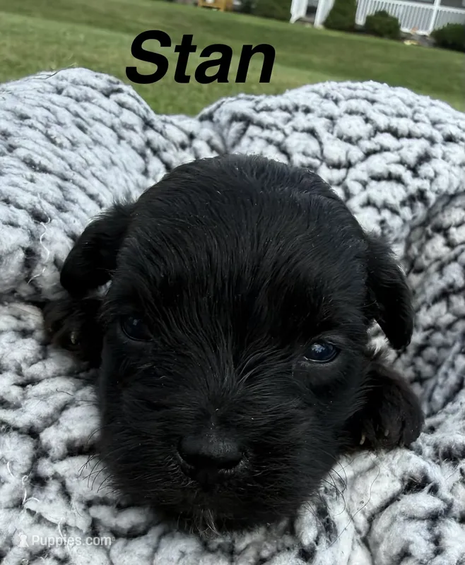 Stan – Yorkipoo puppy for sale in White Pigeon, MI