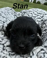 Stan, a male Yorkipoo for sale in White Pigeon, MI – 1 of 9