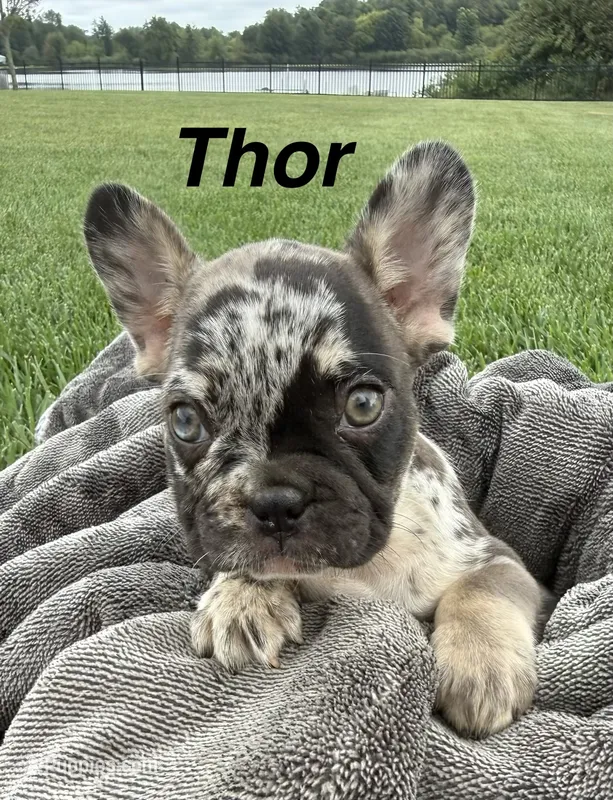 Thor – French Bulldog puppy for sale in White Pigeon, MI