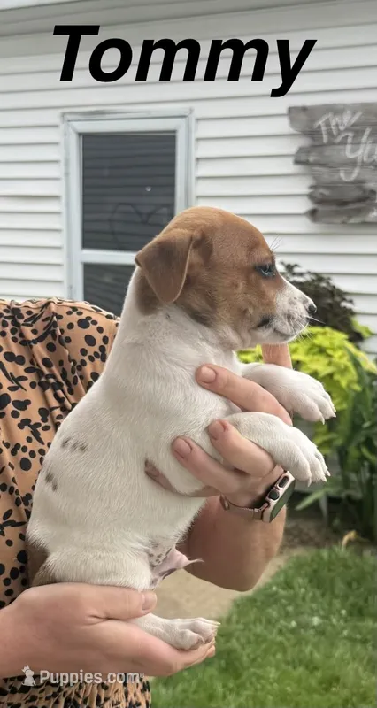 Tommy – Jack Russell Terrier puppy for sale in White Pigeon, MI