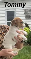 Tommy, a male Jack Russell Terrier for sale in White Pigeon, MI – 1 of 6
