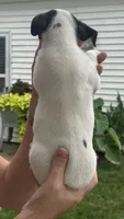 Danny, a male Jack Russell Terrier for sale in White Pigeon, MI – 3 of 4