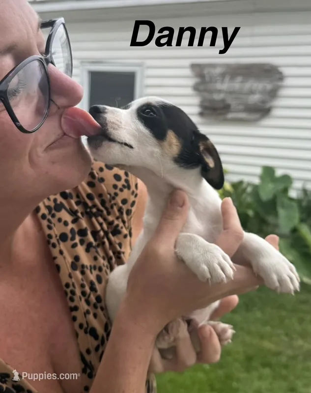 Danny – Jack Russell Terrier puppy for sale in White Pigeon, MI