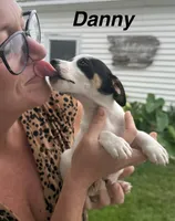 Danny, a male Jack Russell Terrier for sale in White Pigeon, MI – 1 of 4