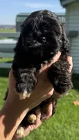 Jake, a male Shihpoo for sale in White Pigeon, MI – 3 of 7