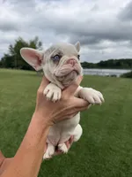Carol, a female French Bulldog for sale in White Pigeon, MI – 10 of 10