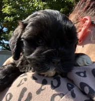 Judy, a female Shihpoo for sale in White Pigeon, MI – 3 of 6