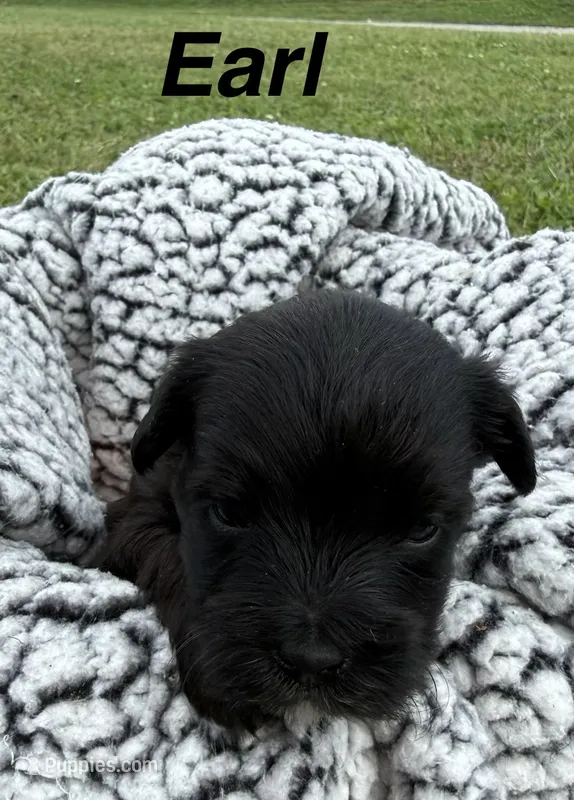 Earl – Yorkipoo puppy for sale in White Pigeon, MI