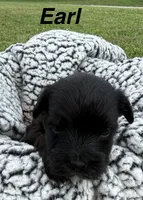 Earl, a male Yorkipoo for sale in White Pigeon, MI – 1 of 10