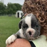 Jenny, a female French Bulldog for sale in White Pigeon, MI – 5 of 5