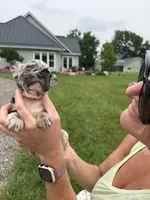 Thor, a male French Bulldog for sale in White Pigeon, MI – 7 of 7
