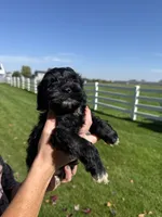Roger, a male Shihpoo for sale in White Pigeon, MI – 4 of 6