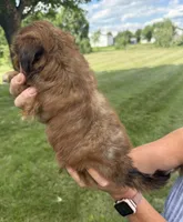 Piper, a female Shorkie for sale in White Pigeon, MI – 5 of 7