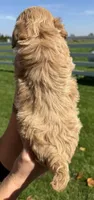 Stacy, a female Shihpoo for sale in White Pigeon, MI – 4 of 7