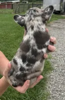 Thor, a male French Bulldog for sale in White Pigeon, MI – 5 of 7