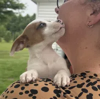Lucy, a female Jack Russell Terrier for sale in White Pigeon, MI – 3 of 7