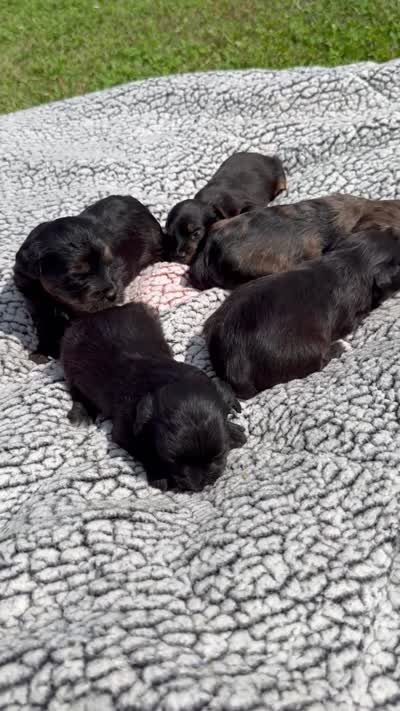 Claire, a female Yorkipoo for sale in White Pigeon, MI – 10 of 10