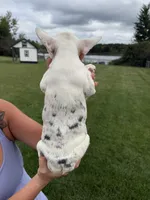 Carol, a female French Bulldog for sale in White Pigeon, MI – 8 of 10