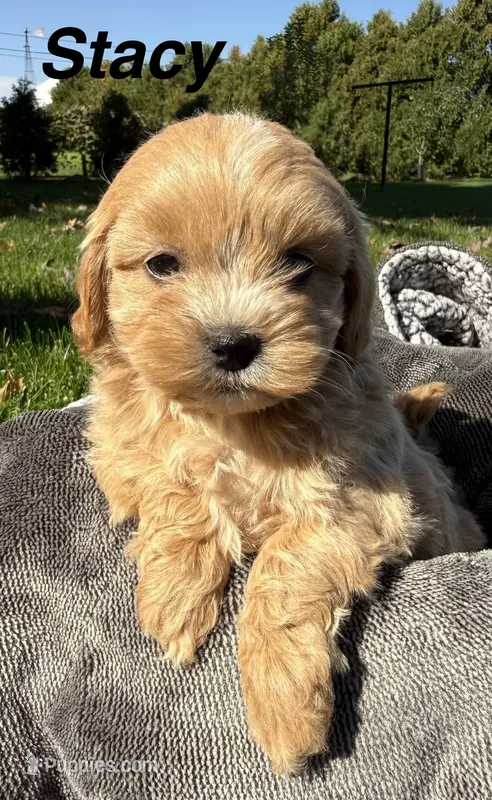 Stacy – Shihpoo puppy for sale in White Pigeon, MI